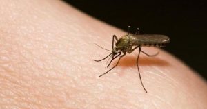 madu untuk gatal kulit