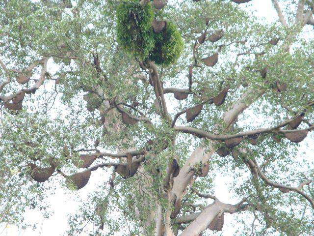 pohon sialang : sumber alami madu hutan
