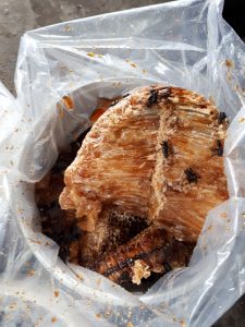 Honey Comb Madu Sarang