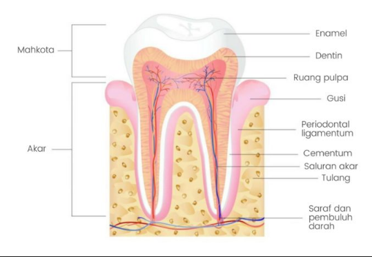 anatomi gigi